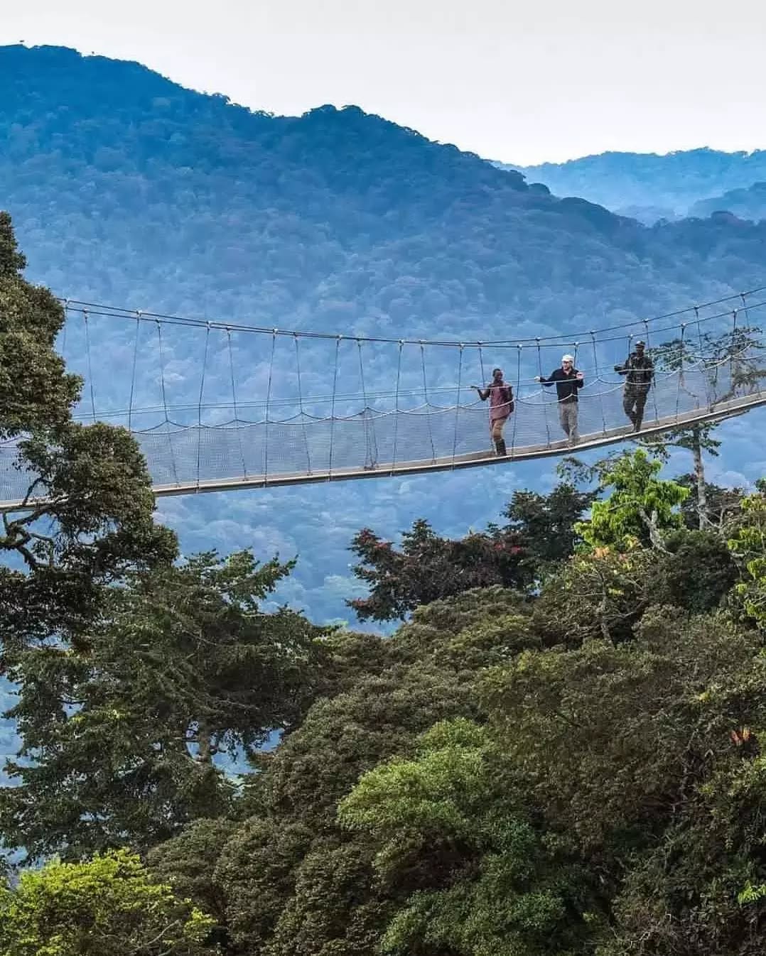 Nyungwe Forest canopy walkway adventure